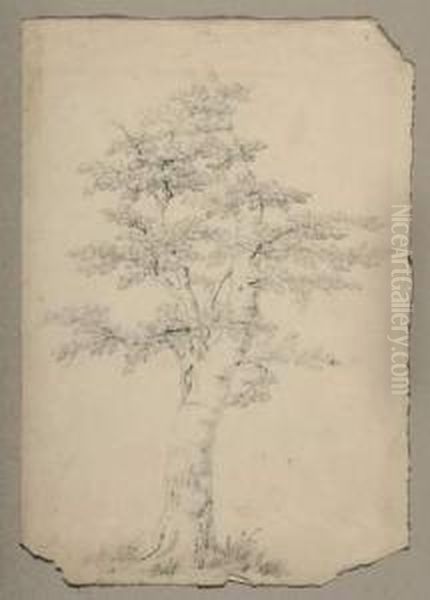 Baumstudie. Oil Painting by Friedrich Salathe