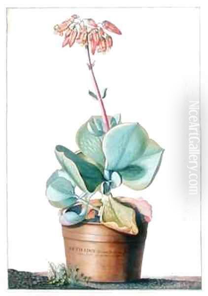 Cotyledon Africana frutescens Oil Painting by Georg Dionysius Ehret