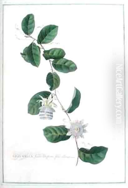 Granadilla fructu Citriformi foliis oblongis Tourn Oil Painting by Georg Dionysius Ehret