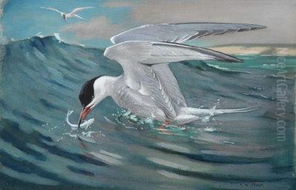 A Common Tern Rising With A Fish. Oil Painting by Allen William Seaby