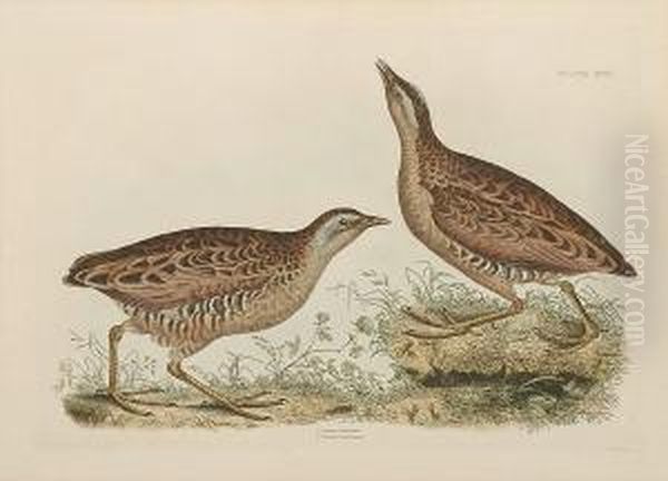 'common Dottrel Male Summer 
Plumage Female Winter Plumage', 'sabines Snipe, Ground Snipe Summer 
Plumage', 'little Grebe Summer Adult Plumage And Young', ' Common Crake 
Male And Female' Oil Painting by Prideaux John Selby