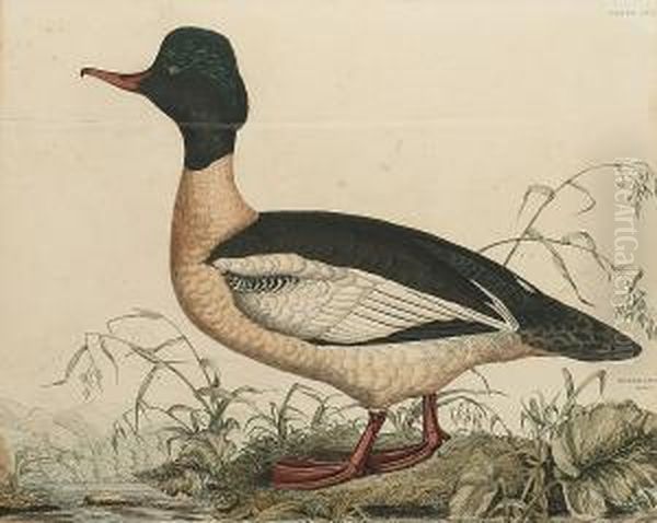 'gooseander, Male', 'red 
Breatsed Merganser', 'gadwall Duck, Male', 'common Wild Duck Male' Oil Painting by Prideaux John Selby