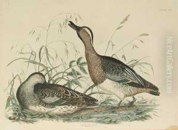 'garganey Teal, Male And 
Female', 'smew, Male And Female', 'golden Eye Duck, Male And Female', 
'scaup Pochard' Oil Painting by Prideaux John Selby