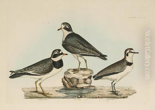 'termminck's Tringer Spring 
Plumage And Young', 'little Tringer Summer Plummage And Young', 'ring 
Plover Old', 'ring Plover Young', 'kentish Plover', 'spotted Sandpiper 
Male And Female', 'common Turnstone Male Summer Plumage, Female And 
Young Of T Oil Painting by Prideaux John Selby