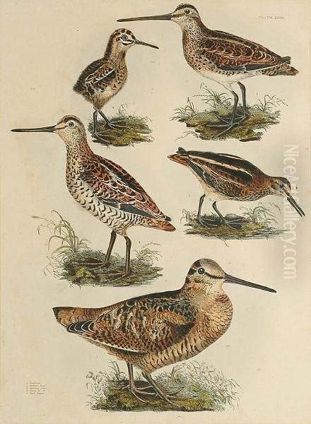 'woodcock, Solitary Snipe, 
Common Snipe, Young Od Do, Jack Snipe', 'common Redshank, Winter 
Plumage, Green Sandpiper, Wood Sandpiper', 'dunlin Winter Plumage, 
Dunlin Summer Plumage, Dunlin Young, Pigmy Curlew Summer Plummage, Pigmy
 Curlew Winter P Oil Painting by Prideaux John Selby
