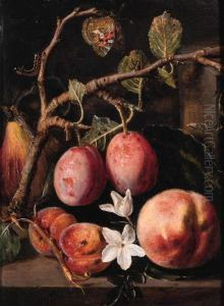 Plums, Apricots On A Twig, A 
Peach With Blossom And A Quince On Astone Ledge, With A Butterfly And A 
Caterpillar Nearby Oil Painting by Pieter Snyers