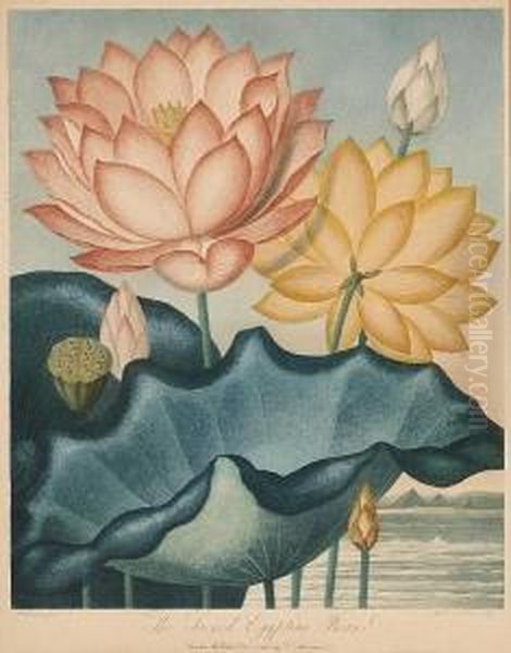 The Sacred Egyptian Bean; The Queen, Fromthe Temple Of Flora Oil Painting by Robert John, Dr. Thornton