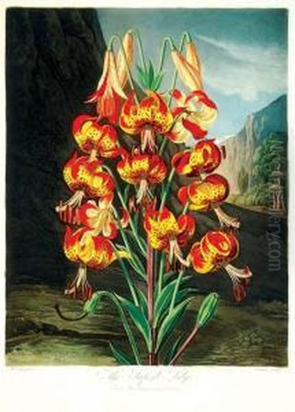 New Illustration Of The Sexual 
Systemof...linnaeus, Comprehending...the Temple Of Flora... Oil Painting by Robert John, Dr. Thornton