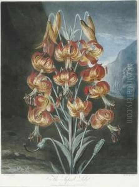 The Superb Lily, From 
The Temple Of Flora Oil Painting by Robert John, Dr. Thornton