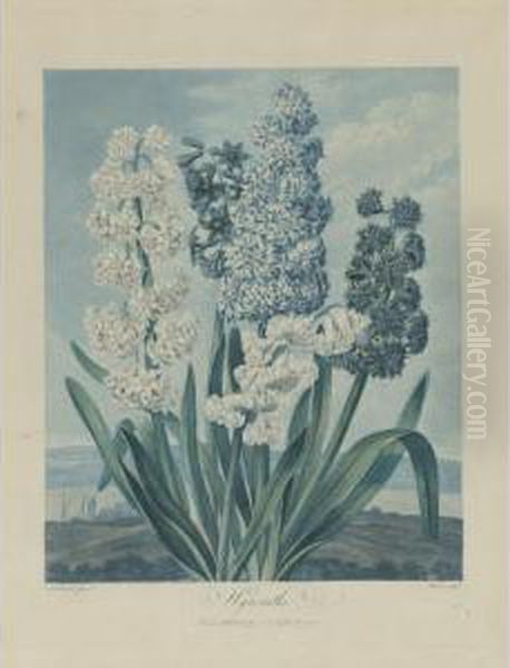 Temple Of Flora: Hyacinths Oil Painting by Robert John, Dr. Thornton
