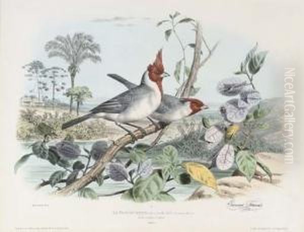 Le Troupiale, (amerique); Le 
Paroare Huppe, (bresil); La Pie Rousse, (de La Chine); And Le Loriot 
D'europe Oil Painting by Edouard Travies