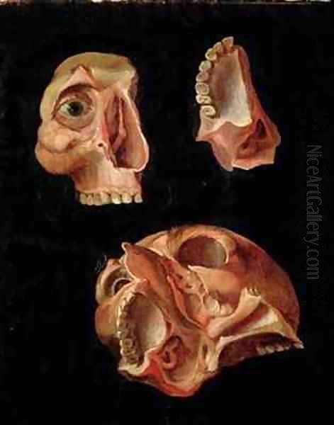 Anatomical drawing showing the bones of the cranium Oil Painting by Hieronymus Fabricius ab Aquapendente