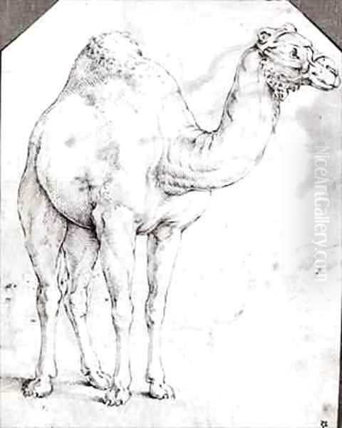 Camel Oil Painting by Battista Franco