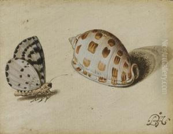 An Arrowhead Blue (glaucopsyche 
Piasus) Butterfly And A Scotch Bonnet (phalium Granulatum) Sea Shell Oil Painting by Balthasar Van Der Ast