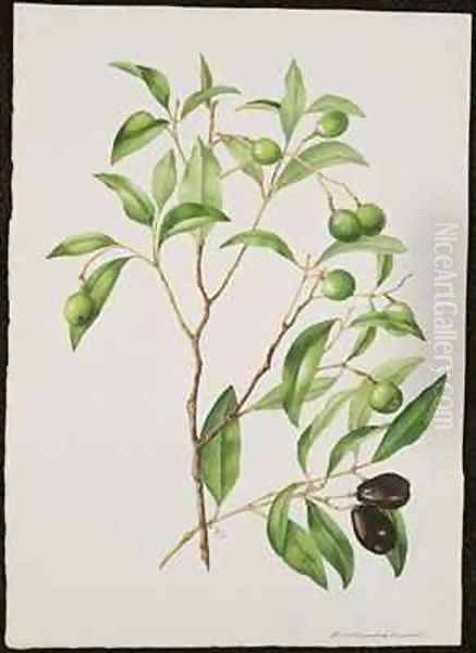 Green and Black Olives Endiandra sieber Oil Painting by Adam Forster