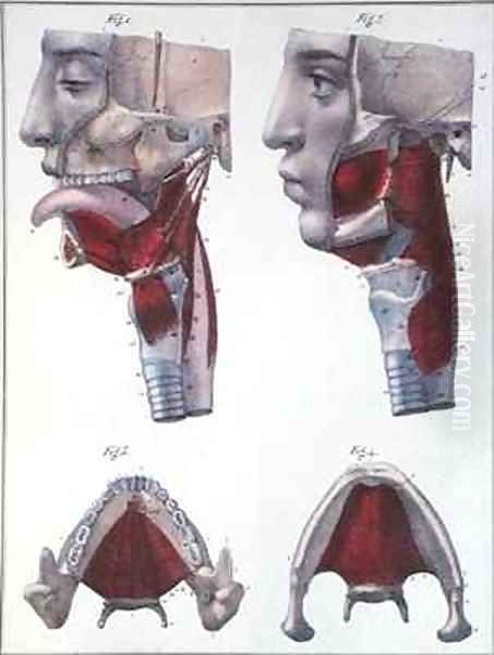 Anatomy of the throat and jaw from Manuel dAnatomie descriptive du Corps Humain 2 Oil Painting by Feillet