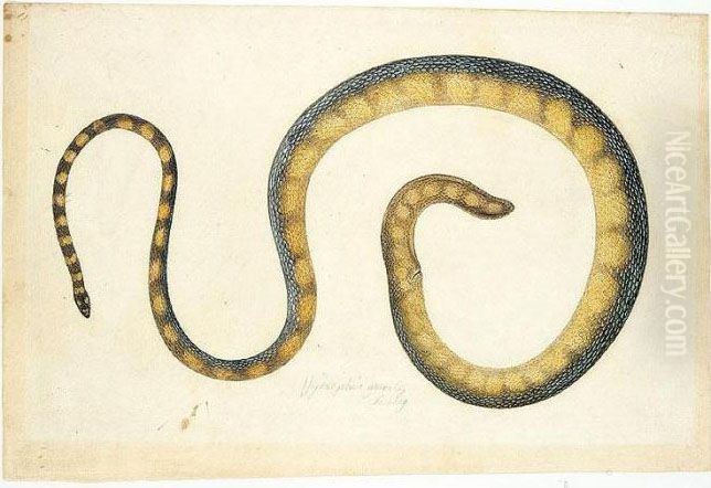 Three Studies Of Snakes Oil Painting by Franz Anton von Scheidel