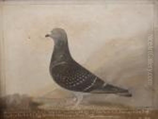 Portrait Of A Racing Pigeon ' Old Bill 1925 Messers Whates &
 Sons ' Oil Painting by Edward Henry Windred