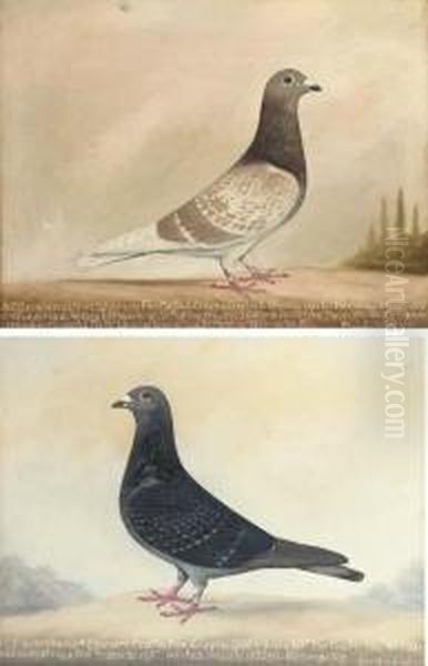 Prize Racing Pigeons Oil Painting by Edward Henry Windred