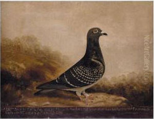 Study Of The Racing Pigeon 280 Oil Painting by Edward Henry Windred