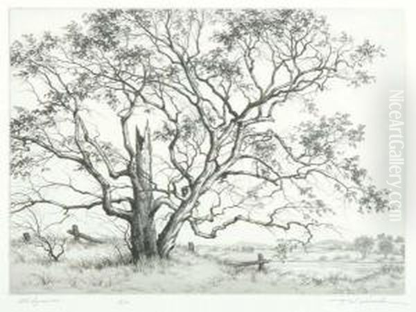 Old Sycamor Oil Painting by Ronau William Woiceske