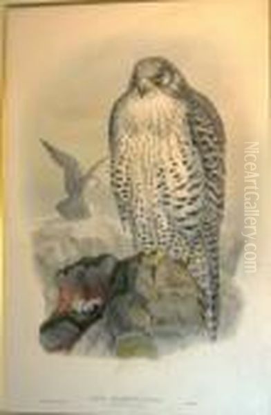 & Henry Constantine Richter,
 After Falco Islands - Iceland Falcon, Chroma Lithograph, 53cm X 36cm, 
Framed Oil Painting by Joseph Wolf