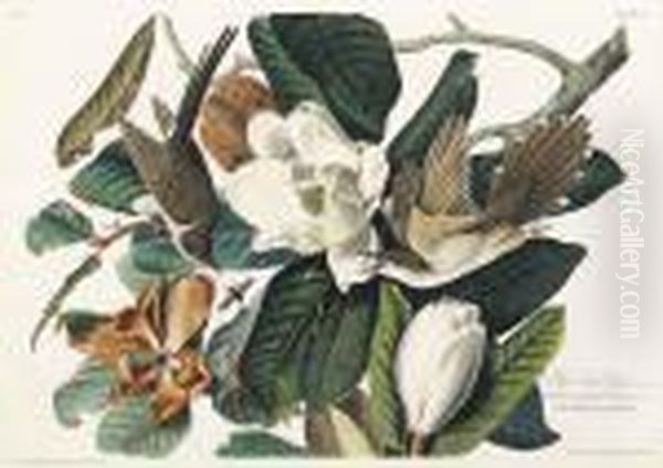 Black-billed Cuckoo Oil Painting by John James Audubon