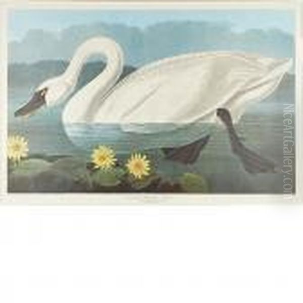 Common American Swan Oil Painting by John James Audubon