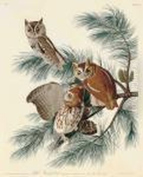 Little Screech Owl 
 Strix Asio Oil Painting by John James Audubon