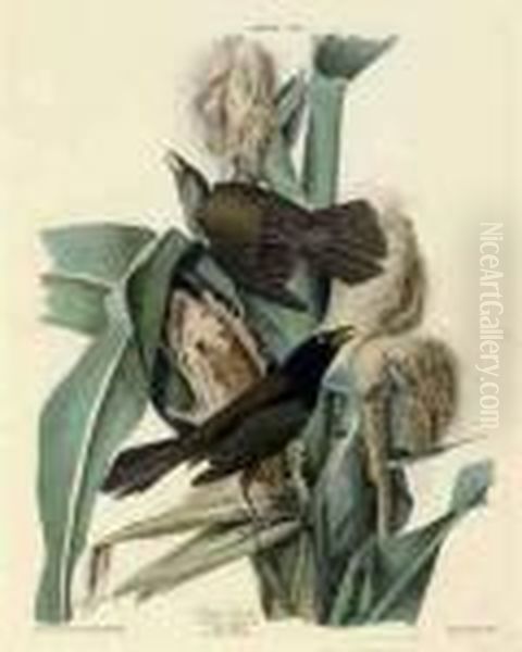 Purple Grackle 
 Quiscalus Versicolor Oil Painting by John James Audubon
