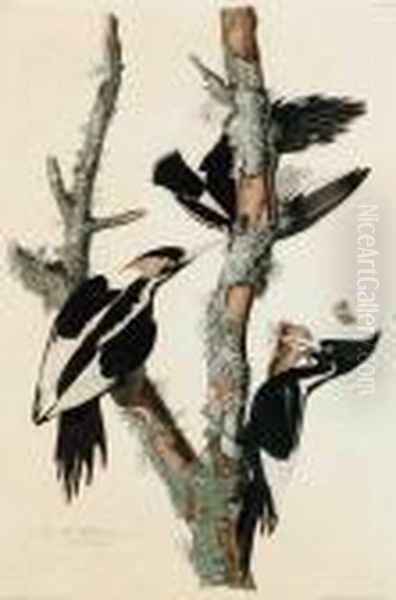 Ivory-billed Woodpecker 
 Picus Principalus Oil Painting by John James Audubon