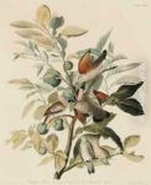 Ground Dove Oil Painting by John James Audubon