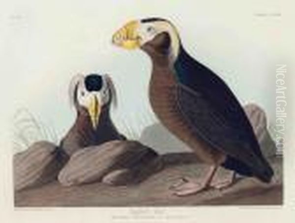 Tufted Auk 
 Mormon Cirrhatus Oil Painting by John James Audubon