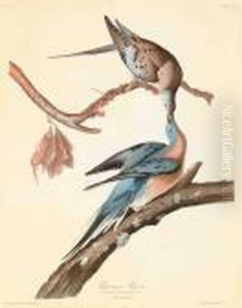 Passenger Pigeon 
 Columba Migratoria Oil Painting by John James Audubon