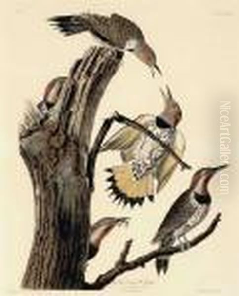 Golden-winged Woodpecker 
 Picus Auratus Oil Painting by John James Audubon