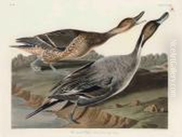 Pin Tailed Duck 
 Anus Acuta Oil Painting by John James Audubon