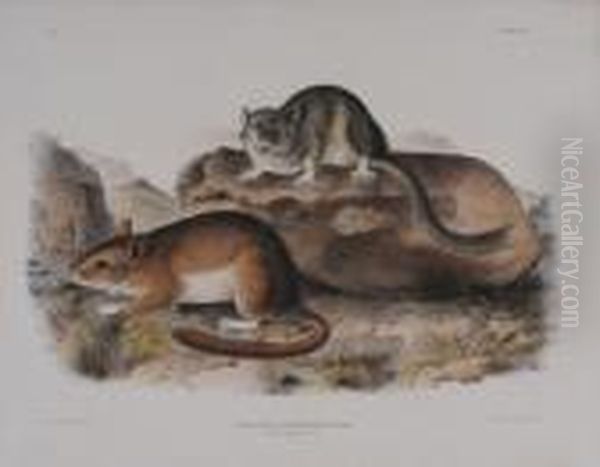 Florida Rat & 
Rocky Mtn. Neotoma Oil Painting by John James Audubon