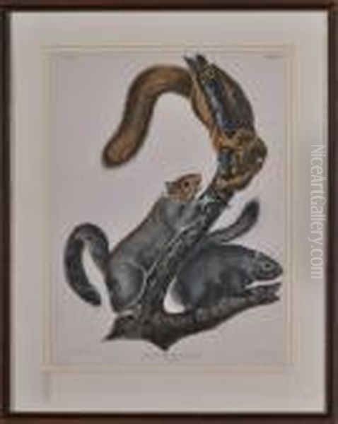 Sciurus Cinereus Oil Painting by John James Audubon