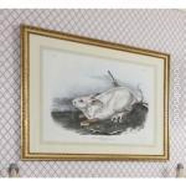 Viviparous Quadrupedsof North America Oil Painting by John James Audubon