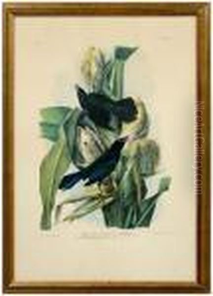 Purple Grackle Or Common Crow Blackbird Oil Painting by John James Audubon