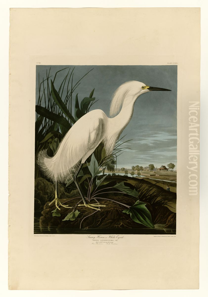 Snowy Heron Or White Egret Oil Painting by John James Audubon