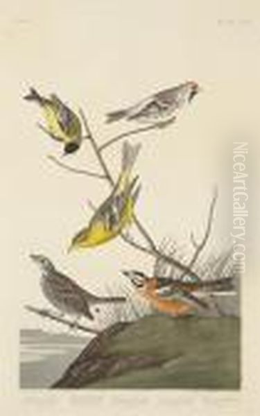 Arkansaw Siskin. Mealy Red-poll.
 Louisianatananger. Townsend's Finch. Buff-breasted Finch (pl. Cccc) Oil Painting by John James Audubon