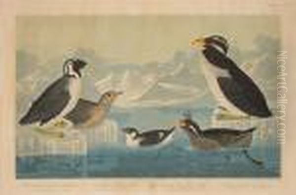 Black-throated Guillemot. 
Noble-billed Auk.curled-crested Auk. Horned Billed Guillemot (pl. 
Ccccii) Oil Painting by John James Audubon