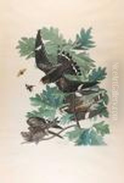 Night Hawk (cxlvii)1832 From The Havell Edition Of The Birds Of America Oil Painting by John James Audubon