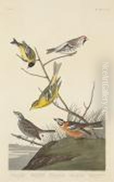 Lazuli Finch. Clay-coloured 
Finch. Oregonsnow Finch (pl. Cccxcviii); Arkansaw Siskin; Mealy 
Red-poll.louisiana Tananger. Townsend's Finch. Buff-breasted Finch 
(pl.cccc) Oil Painting by John James Audubon