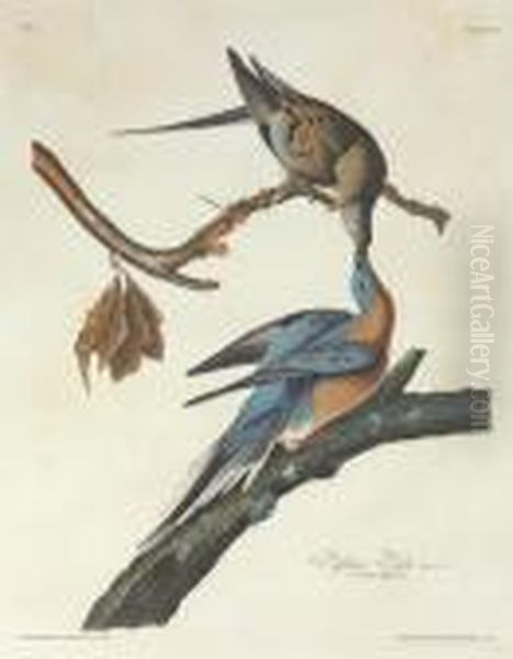 Passenger Pigeon (plate 62)
Columba Migratoria Oil Painting by John James Audubon