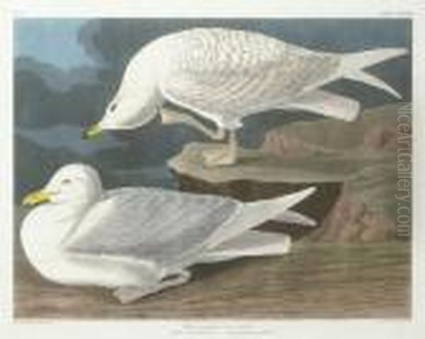 White-winged Silvery Gull (plate Cclxxxii)
Larus Leucopterus Oil Painting by John James Audubon