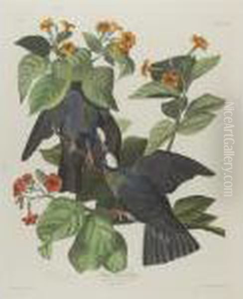 White Headed Pigeon (plate Clxxvii) Oil Painting by John James Audubon