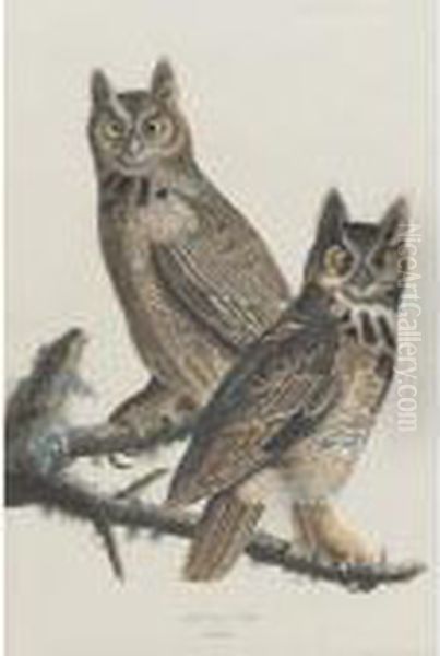 Great Horned Owl (plate Lxi) Oil Painting by John James Audubon