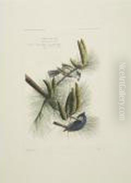 Painted Bunting; Crested Titmouse; And Brown Titlark (plates 58, 39 And 10) Oil Painting by John James Audubon